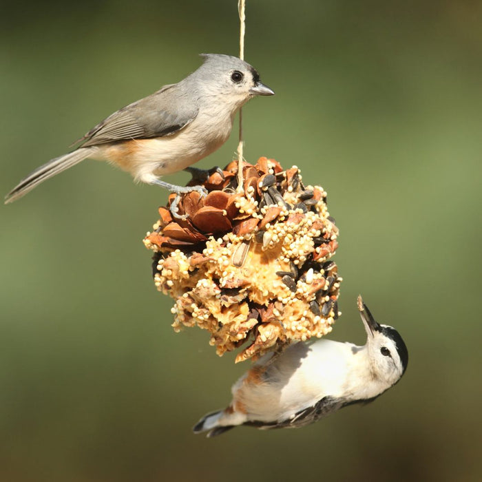 CLASS Pinecone Birdfeeder[Kid Friendly]