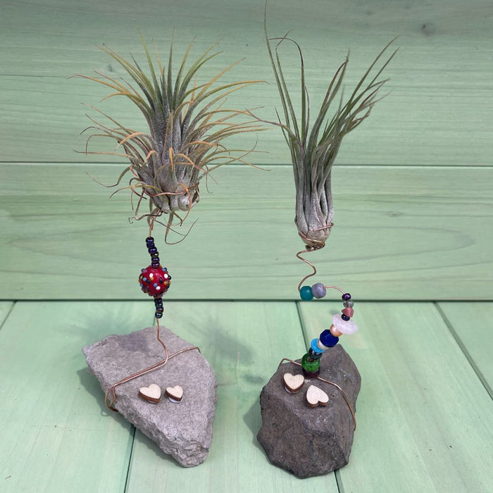 CLASS Mounted Air Plant [Kid Friendly]