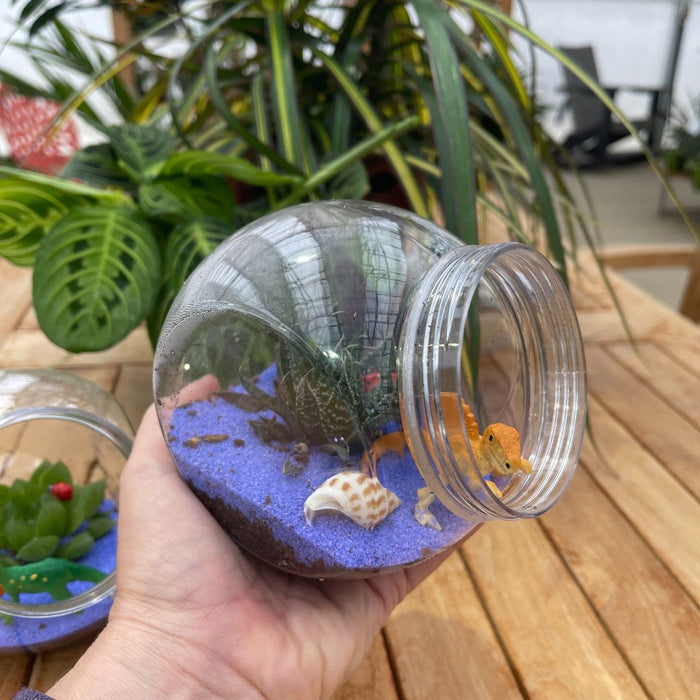 CLASS Mini Terrarium [Kid Friendly]