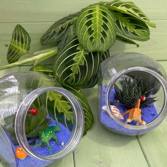 CLASS Mini Terrarium [Kid Friendly]