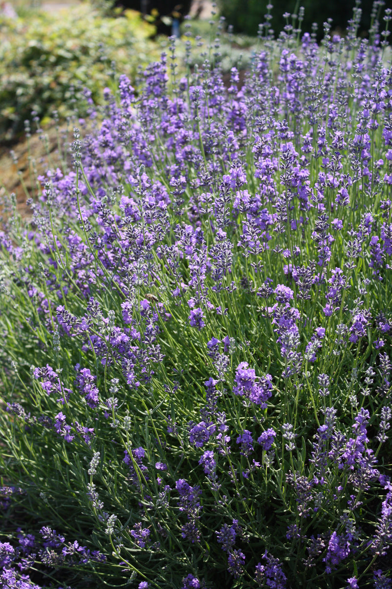 Lavender Sachet - 1 Gallon