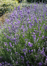 Lavender Sachet - 1 Gallon