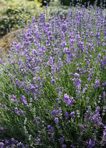 Lavender Sachet - 1 Gallon