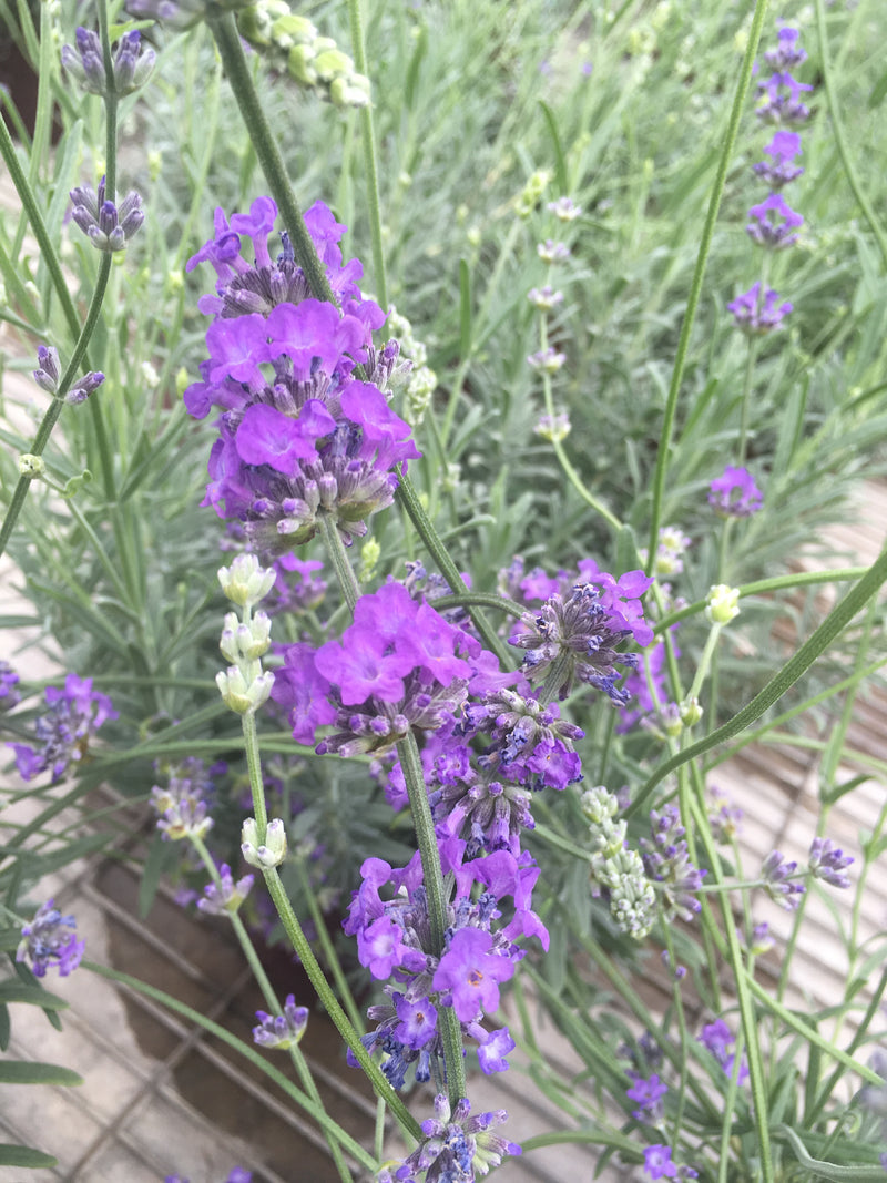 Lavender Sachet - 1 Gallon