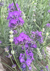 Lavender Sachet - 1 Gallon