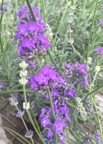 Lavender Sachet - 1 Gallon