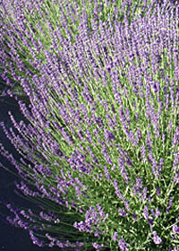 Lavender Buena Vista - 1 Gallon