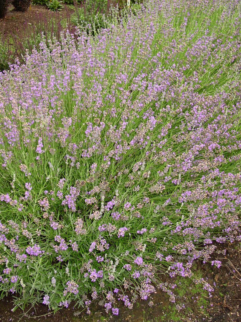 Lavender Buena Vista - 1 Gallon