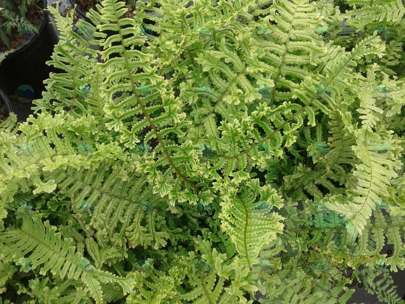 Fern The King - 1 Gallon