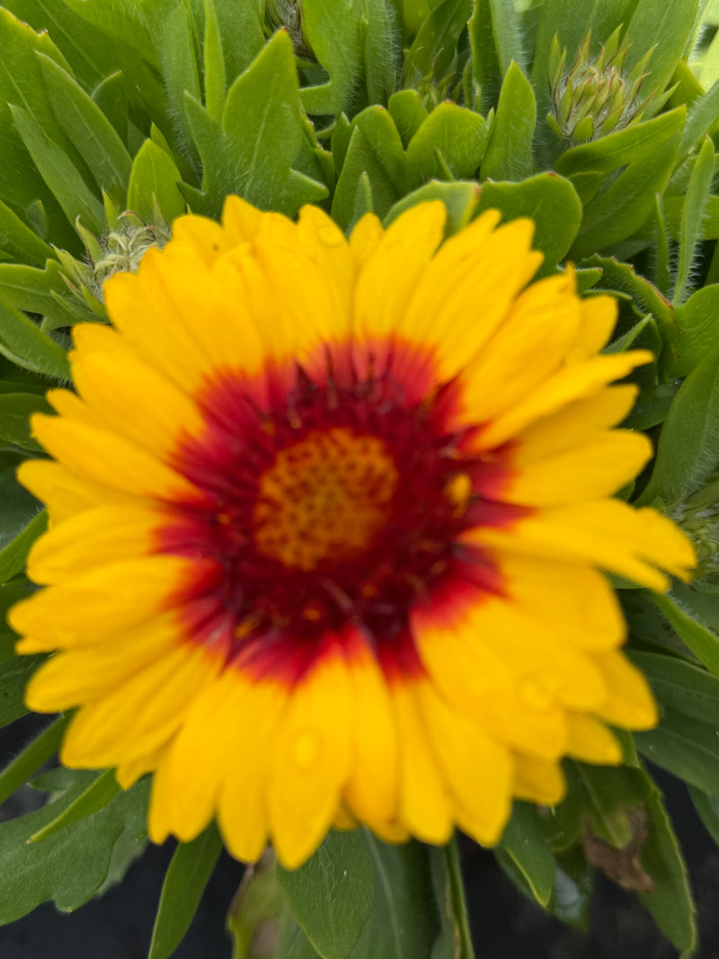 Gaillardia Harvest Moon - 1 Gallon