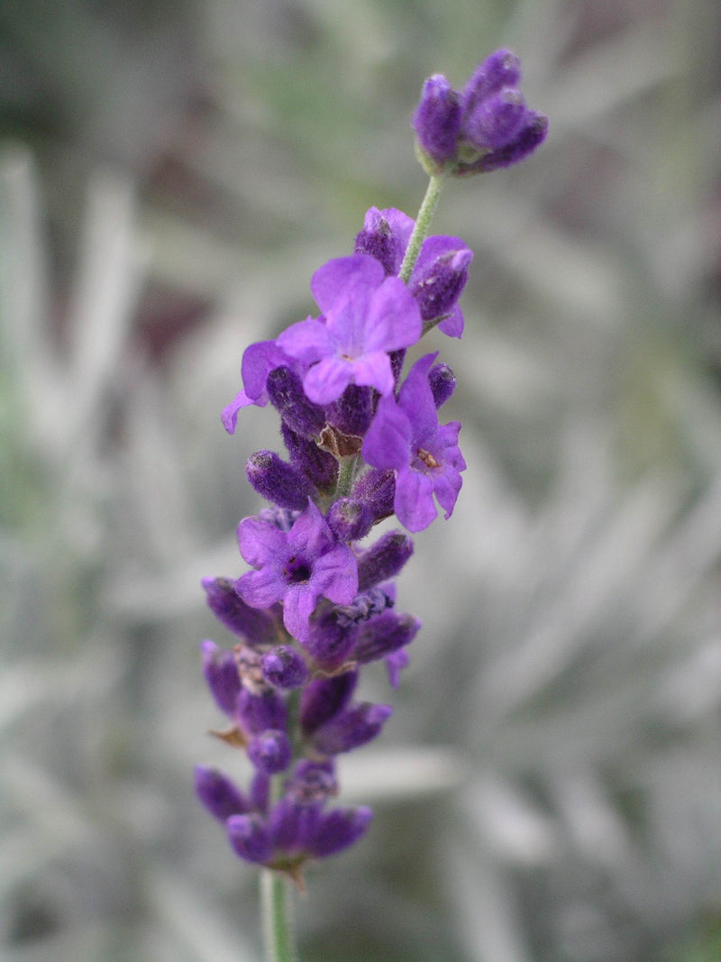 Lavender Purple Bouquet - 1 Gallon