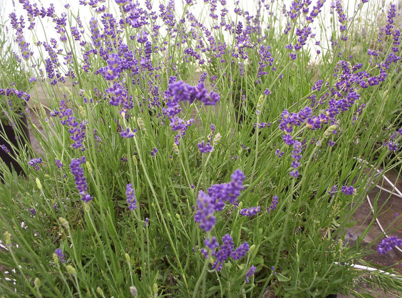 Lavender Purple Bouquet - 1 Gallon