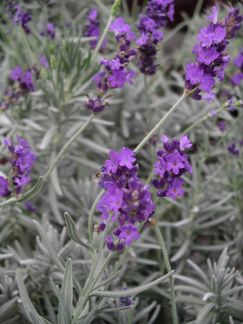 Lavender Purple Bouquet - 1 Gallon
