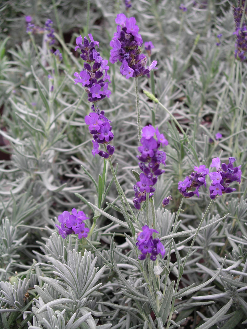 Lavender Purple Bouquet - 1 Gallon