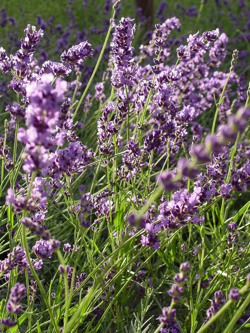 Lavender Purple Bouquet - 1 Gallon