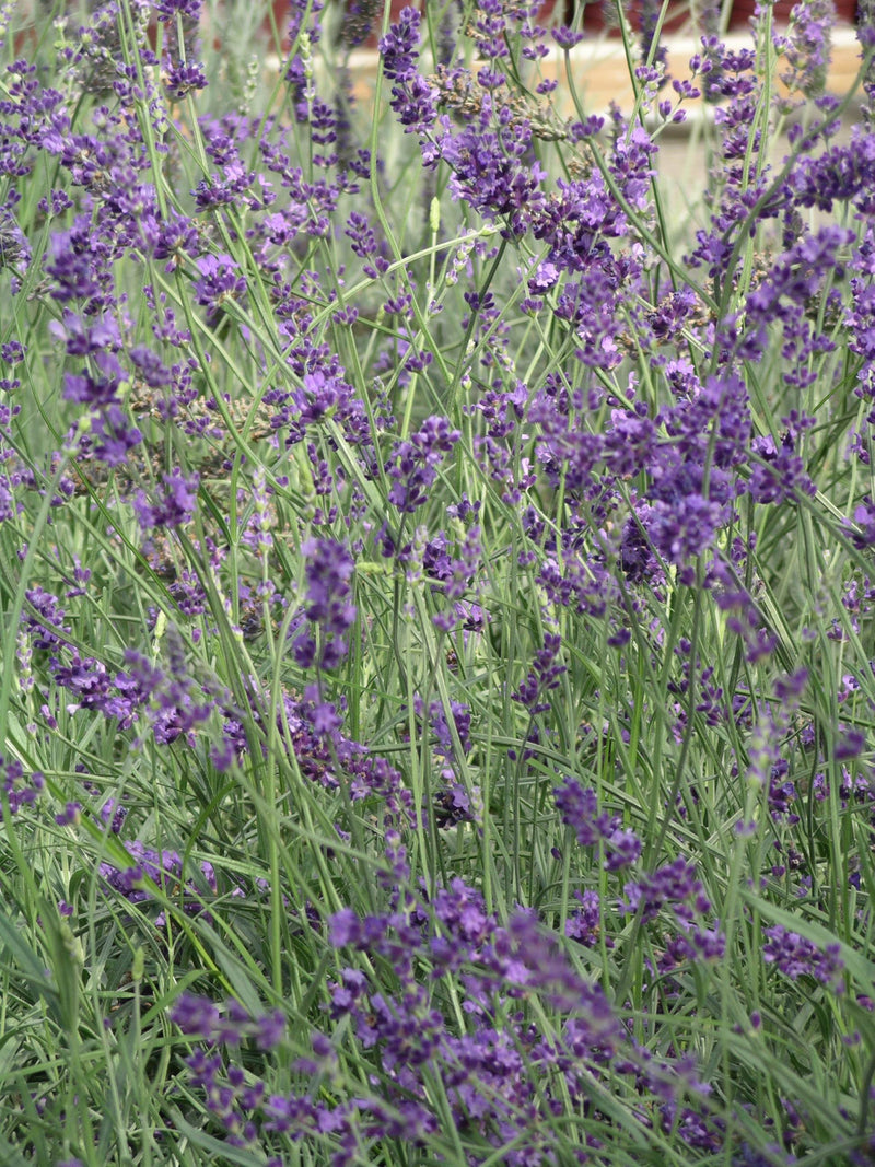 Lavender Purple Bouquet - 1 Gallon
