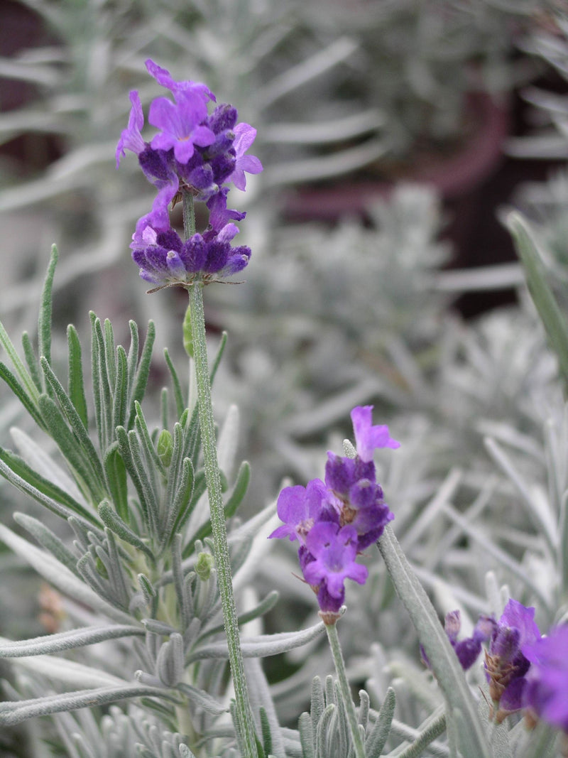 Lavender Purple Bouquet - 1 Gallon