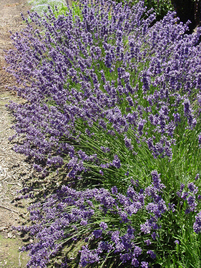 Lavender Purple Bouquet - 1 Gallon
