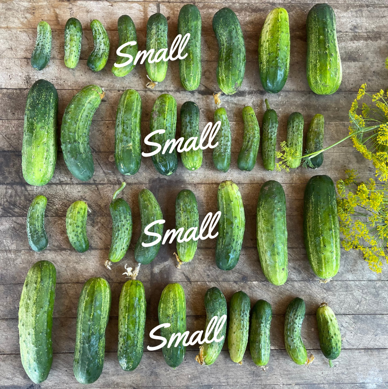 Pickling Cucumbers: Small- 10lbs