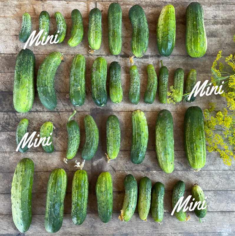 Pickling Cucumbers: Mini- 5lbs