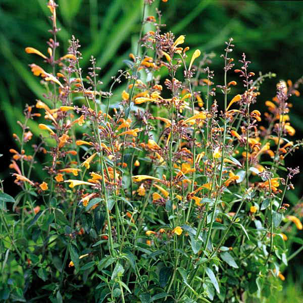 Agastache Navajo Sunset - Quart