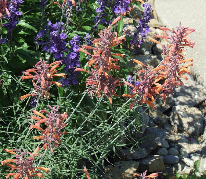 Agastache Navajo Sunset - Quart