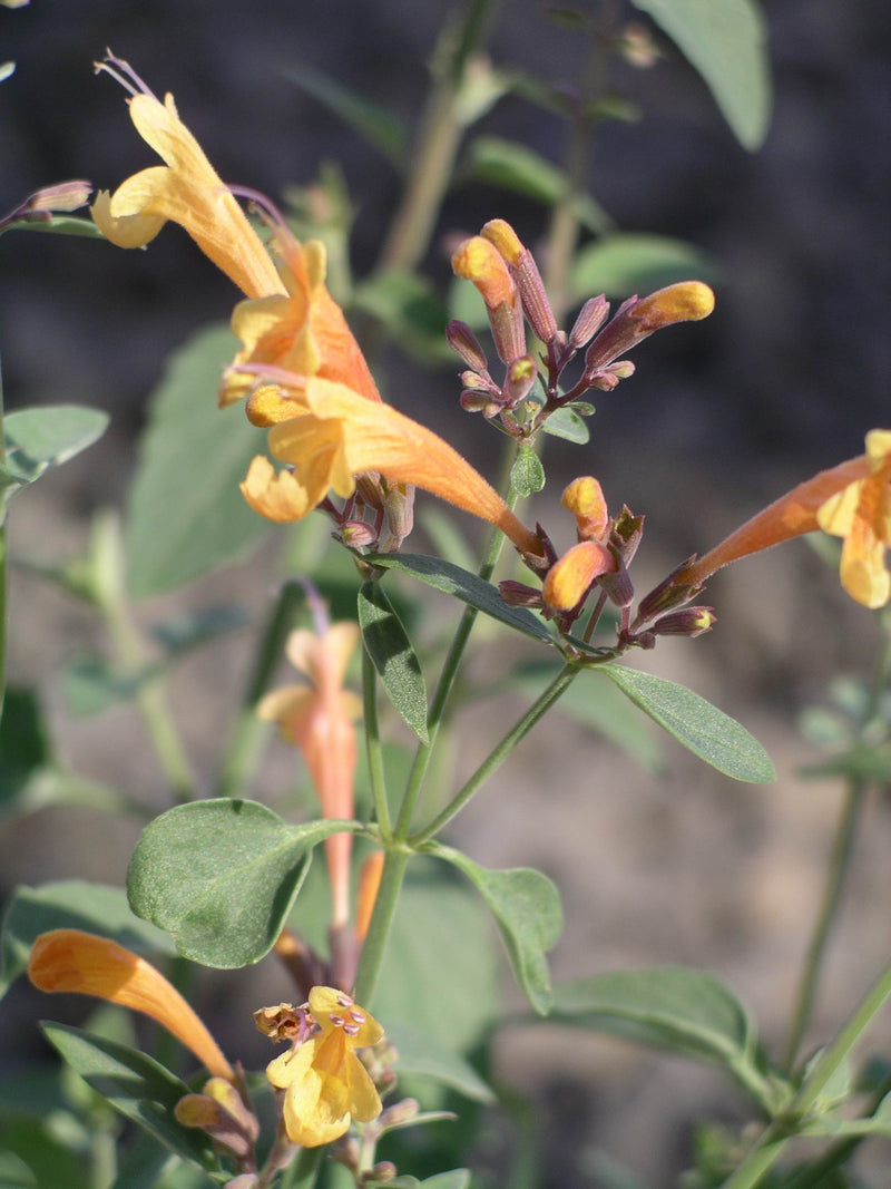Agastache Navajo Sunset - Quart