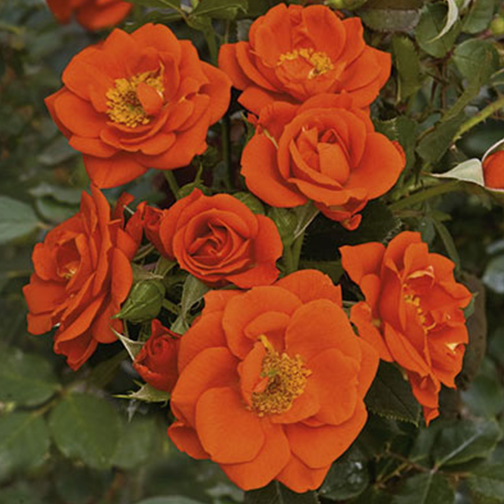 All a 'Twitter™ Bare Root Rose