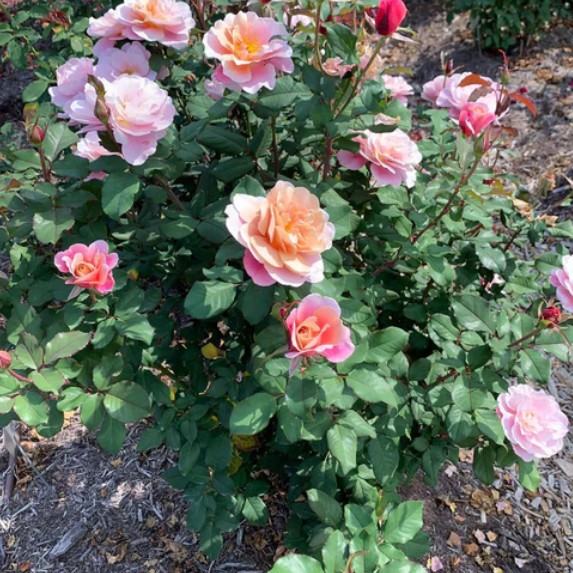 Distant Drums Rose - 3 Gallon