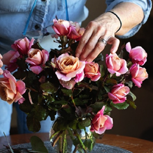 Distant Drums Rose - 3 Gallon