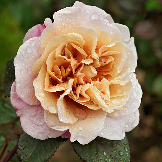 Distant Drums Rose - 3 Gallon