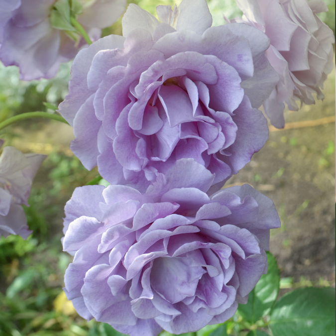 Love Song™ Rose - 3 Gallon