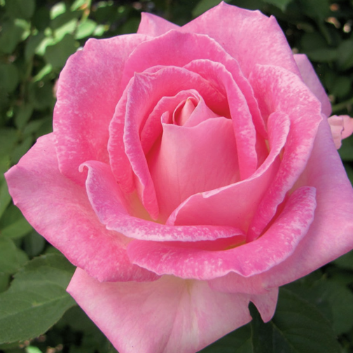 Painted Porcelain™ Rose - 3 Gallon