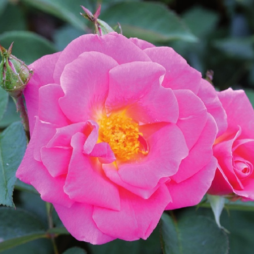 Pink Freedom™ Rose - 3 Gallon