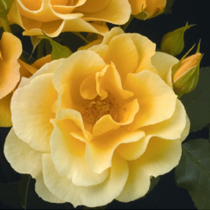 Sky's The Limit™ Rose - 3 Gallon