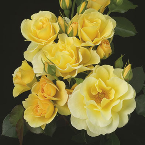 Sky's The Limit™ Rose - 3 Gallon