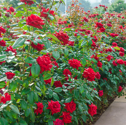 Veterans Honor® Rose - 3 Gallon