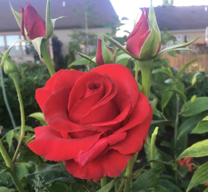 Veterans Honor® Rose - 3 Gallon