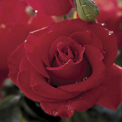 Veterans Honor® Rose - 3 Gallon