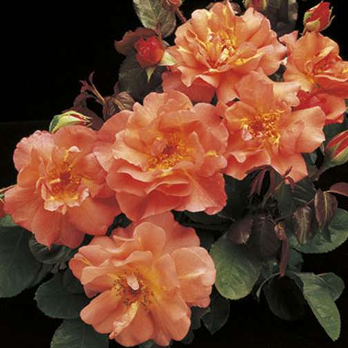 Westerland Bare Root Rose