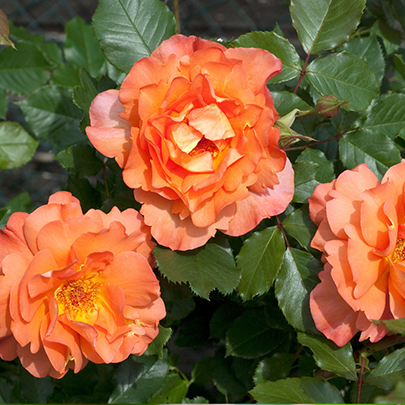 Weeks Roses Westerland Rose