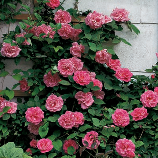 Zéphirine Drouhin Rose - 3 Gallon
