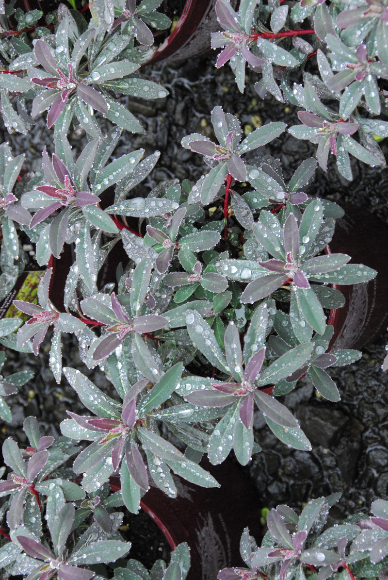 Euphorbia Red Martin - 1 Gallon