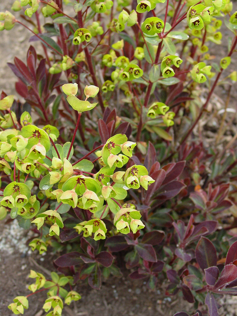 Euphorbia Red Martin - 1 Gallon
