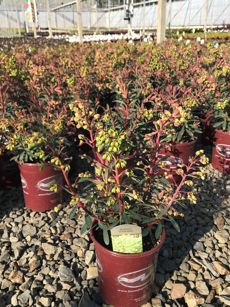 Euphorbia Red Martin - 1 Gallon