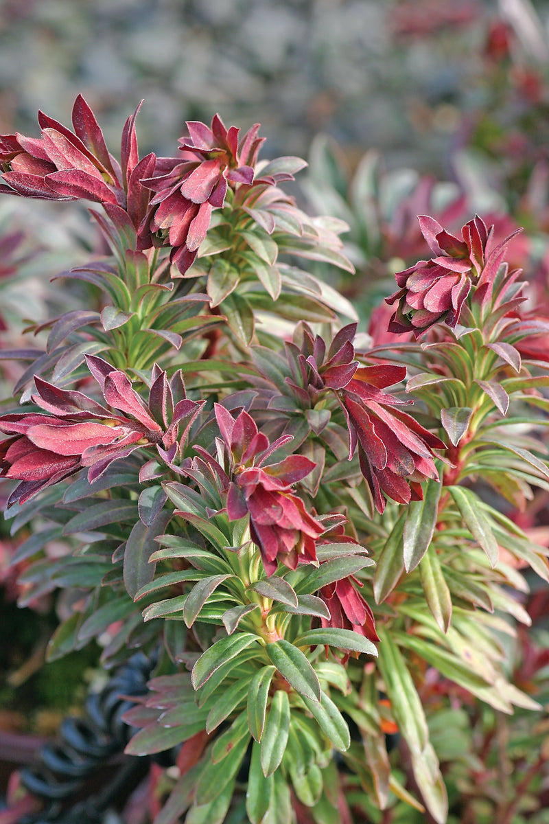 Euphorbia Red Martin - 1 Gallon