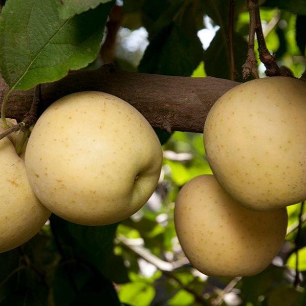 Dave Wilson 3n1 Combo Apple Bare Root Fruit Tree