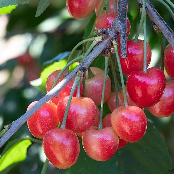 Dave Wilson Royal Ann Cherry Bare Root Fruit Tree