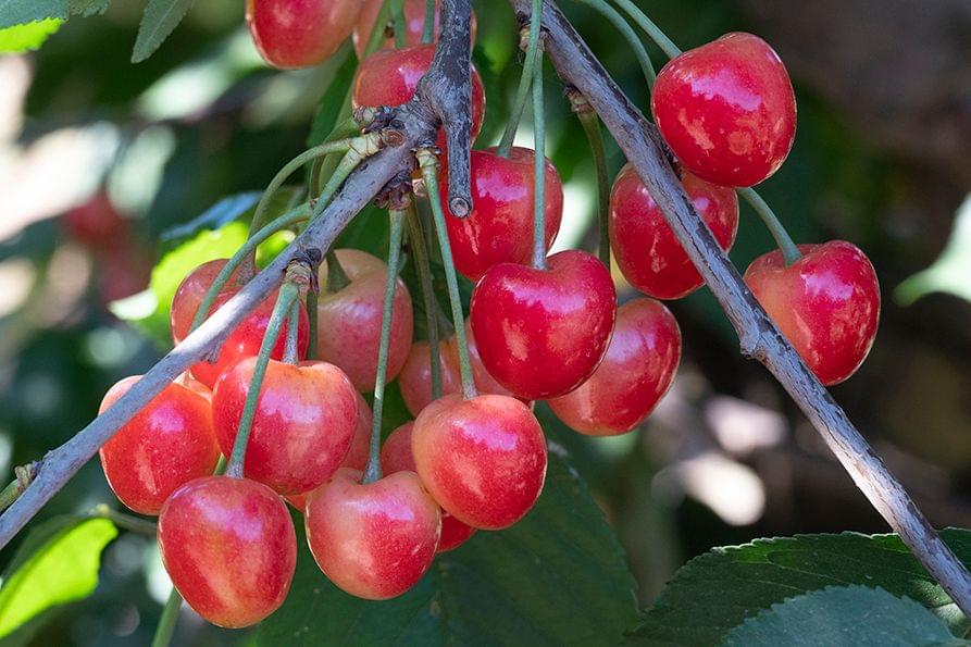 Dave Wilson Royal Ann Cherry Bare Root Fruit Tree