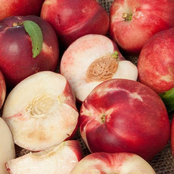 Dave Wilson Arctic Babe Nectarine Bare Root Fruit Tree